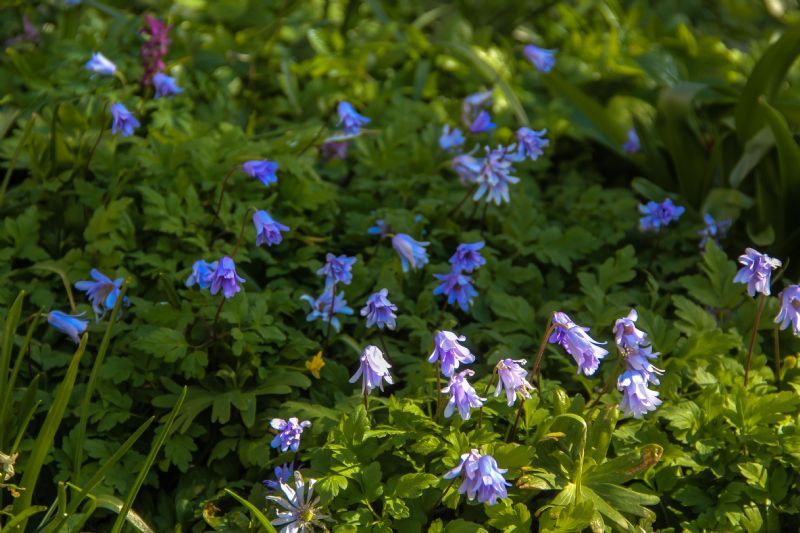 Anemone apenninaBlauwe anemoon bestellen